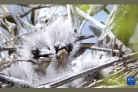 北京密云水库：鸟岛迎来出生潮图片