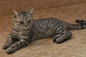 “给你15万，我要把小七带走”，上海90后夫妻为争狗狗抚养权要闹到法庭图片