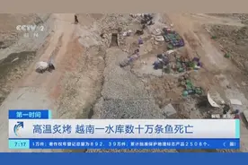 高温炙烤！东南亚多国持续高温，越南一水库数十万条鱼死亡图片