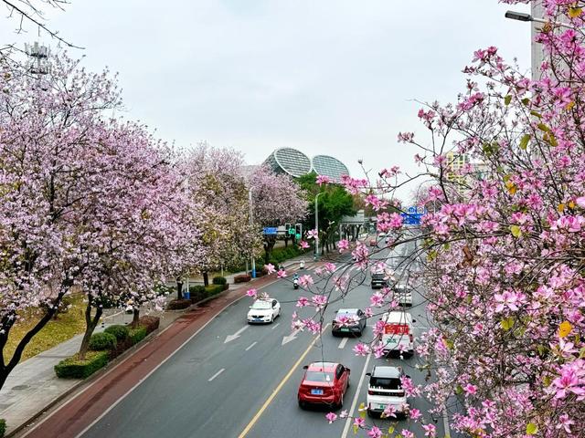 人间四月天，“花生态”绽出“花生活”