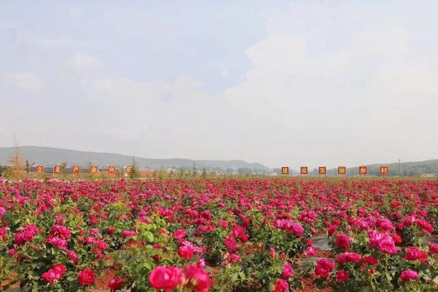 赏花图鉴｜迤谷花海，藏在宣威永安的田园诗行