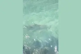 网友称在三亚海边偶遇鲨鱼，景区：是低风险的黑鳍鲨，该区域禁止游客下海图片
