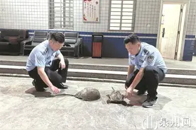 阿婆赶海发现国家二级保护动物中华鲎 民警将其放回大海图片