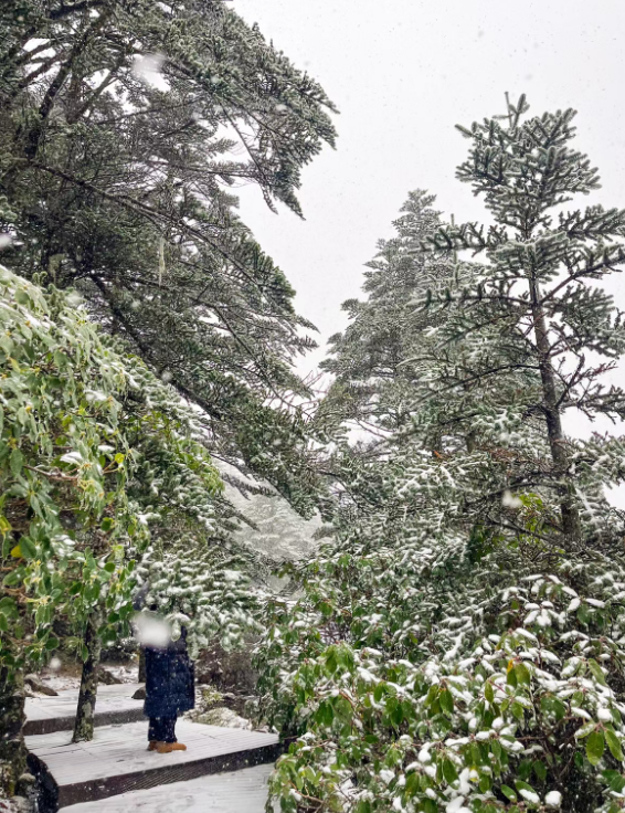 秋日雪景 | 凉山深秋, 一场不期而遇的秋雪