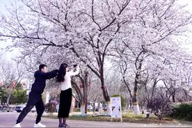 超期待！第十一届鹤壁樱花季活动安排来了（附详细时间、地点）图片