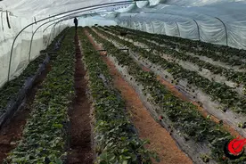 曹县：“小草莓”撬动乡村振兴大产业图片