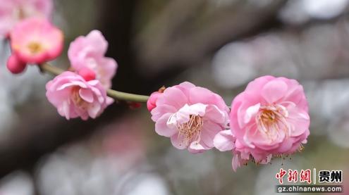 贵州松桃：公园冬梅凌寒开 暗香引客添风采