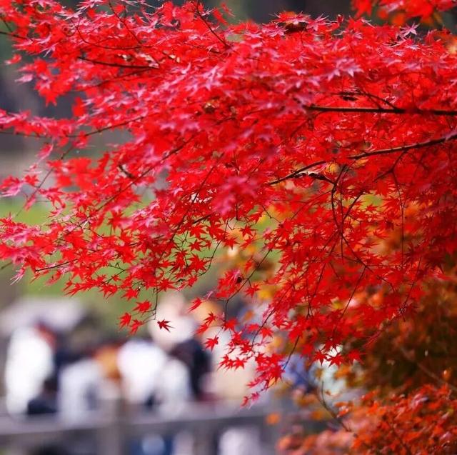 老广们！即刻出发“朗京嘿哈山”啦～