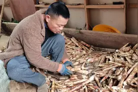 新春走基层|巧种植提前了收获季，3020亩竹笋抢鲜上市图片