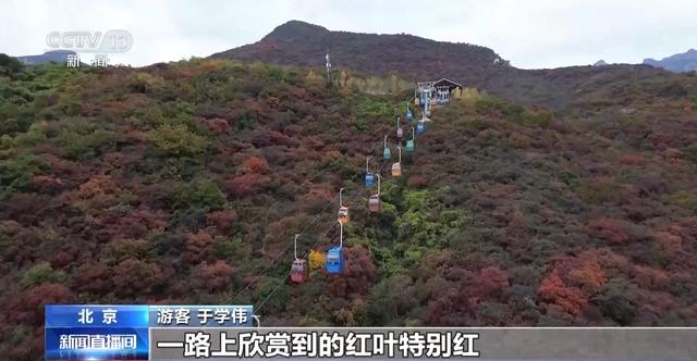 多彩秋叶+菊花文化节 深秋的北京成了调色板