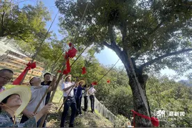 临安山核桃开杆！预计今年产量达历史高位，9月中下旬大量上市图片