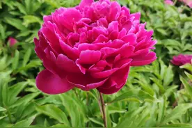 “山东邂逅美”摄影大赛｜大田芍药花开正艳图片