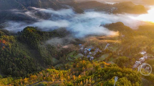 晨雾枫叶红 日出田园美
