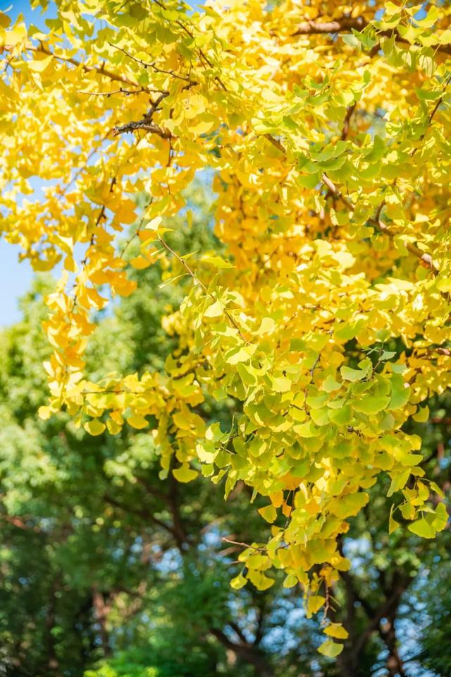 限时绝美！此刻，常州颜值巅峰