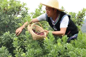 “富民杨梅第一村”河东村五千亩杨梅陆续成熟上市图片