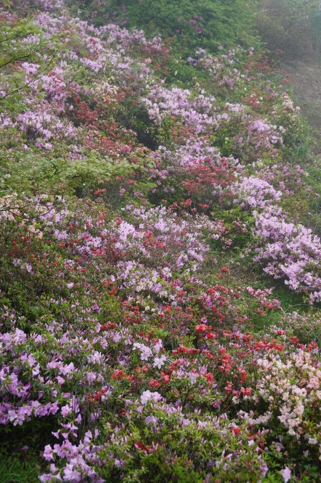 开了！开了！福州开了成片杜鹃花海！快上鼓岭
