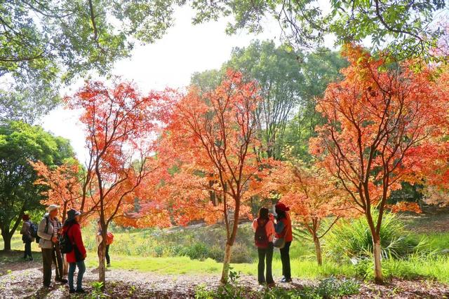 江西南昌：红叶若霞 斑斓如画