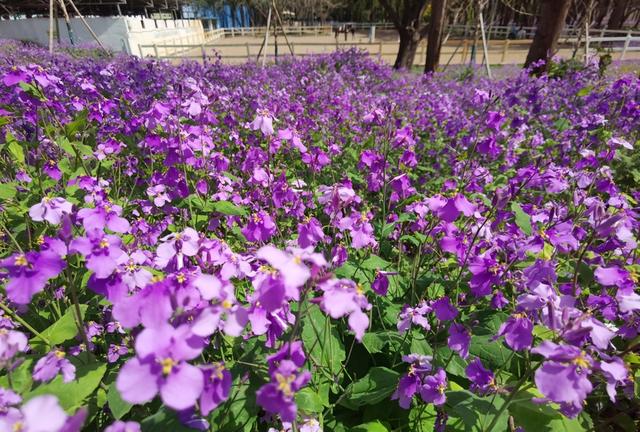 上海力推乡土花海，“诸葛菜”唱主角“花中神仙”讲文化
