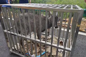 两男子猎捕野生动物非法获利3万元被刑拘图片