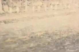 西双版纳热带植物园回应蜉蝣大爆发：是一种正常的自然现象图片