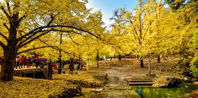 千年银杏韵，金黄满地诗，金色海洋游玩攻略来了！