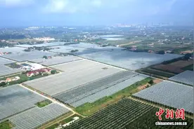 百余亩苹果成熟红艳艳装点黄土塬图片