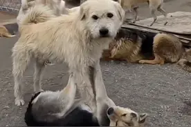 胡子大叔：狗王“查理”不是下司犬，是“非卖品”图片