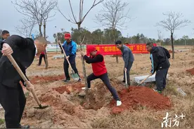 茂名滨海新区：赴春之约植新绿 党群凝心绘翠屏图片