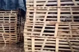 一辆运猫车在杭州被拦截，950余只猫已转运至宠物医院救助 当地派出所：相关部门正跟进处理图片