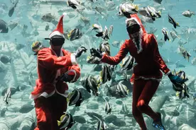 （外代一线）南非：与鱼共舞的“圣诞老人”图片