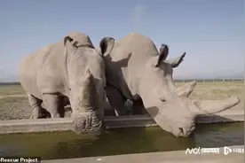 世界首例体外受精怀孕拯救濒危北方白犀牛，全世界只剩两头图片