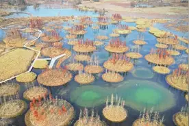 长沙望城区打造“羽翼天堂”  两年后可去大泽湖湿地公园观鸟图片