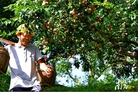 作为三华李第二大产区，茶山低调太久了|信宜有“李”①图片