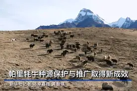 帕里牦牛种源保护与推广取得新成效图片