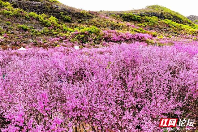 【赴春之约】万亩野紫荆盛放！江永松柏瑶族乡入春色“紫”境