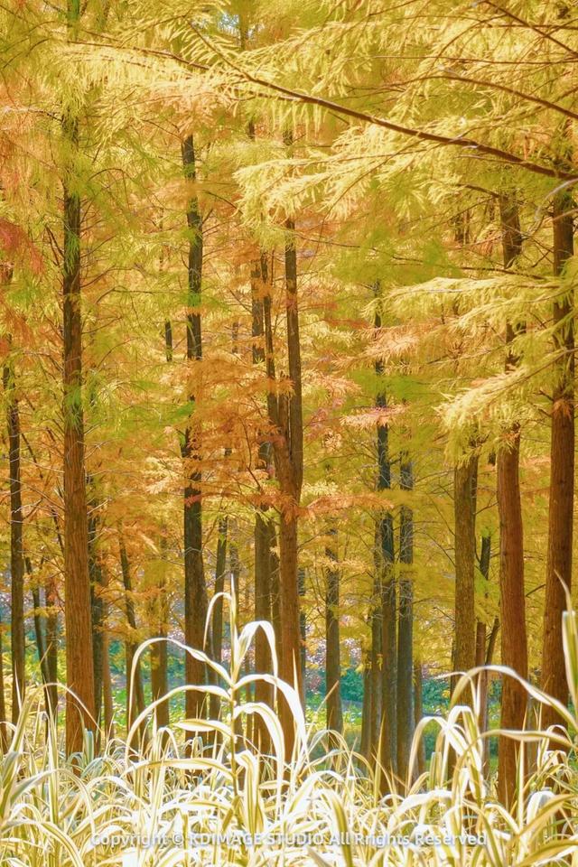 深圳秋日限定：三处落羽杉秘境，邂逅南国绚烂之季