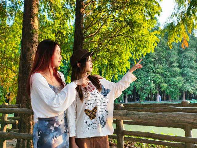 速报！七星岩落羽杉开始变红，快来get秋天的第一张大片