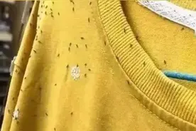 头皮发麻！这种衣服上为什么爬满虫？图片