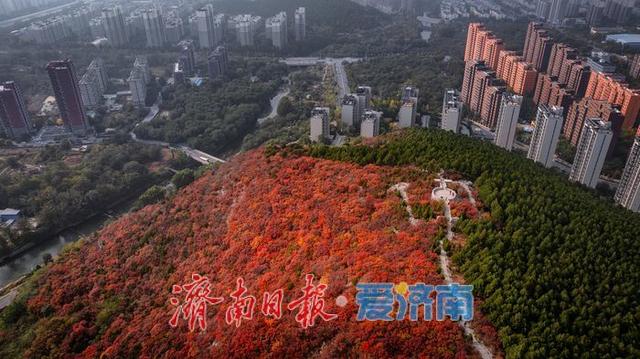层林尽染！济南蝎子山“平分秋色”美景上线