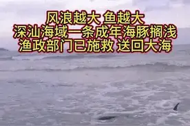 Over 100 dolphins spotted in the sea areas of the Shenzhen-S…图片