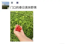 120元一斤！长沙人都出动了，随手摘一篮：满满的回忆杀图片