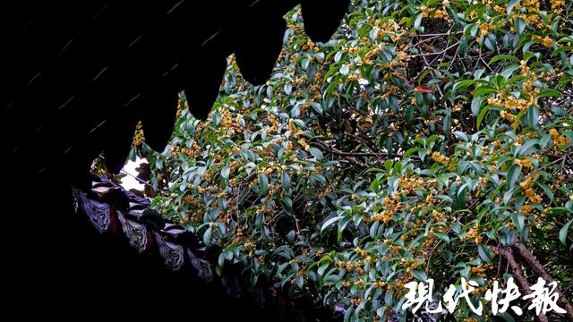 请签收！南京送你的桂花味秋日限定