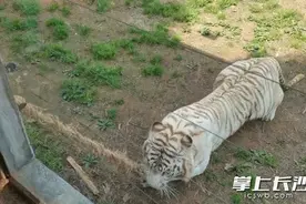 萌娃与孟加拉虎拔河，长沙生态动物园这场较量超精彩图片