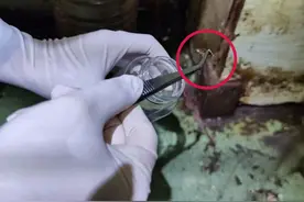 胆小者慎点！螂来了，20000只……图片