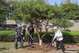 日本紫金草合唱团在南京传递和平心愿图片