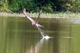 ‌自由、勇敢、力量、智慧、爱情和友谊的象征---黑鸢图片
