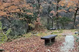 漫题红叶有新诗｜语闻·时令图片