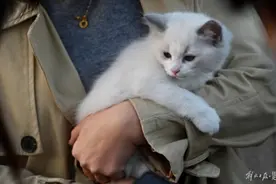 “免费领养”宠物的套路也太多了……图片