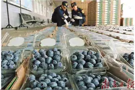 深圳湾海关多举措保障新鲜秘鲁蓝莓高效通关图片