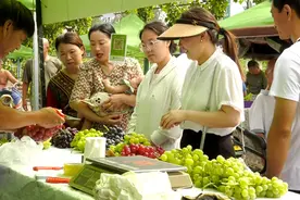 凤泉葡萄喜丰收 变身致富“金串串”图片